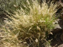 Image result for Tricholaena