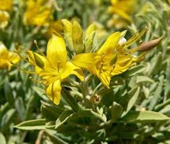 Image result for Cleome maculata