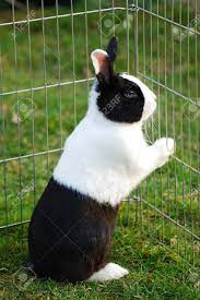 Looking for good quality haus hase at the lowest prices? Schwarz Weiss Hase Haus Befindet Sich In Einem Laufstall Gesperrt Lizenzfreie Fotos Bilder Und Stock Fotografie Image 9708156