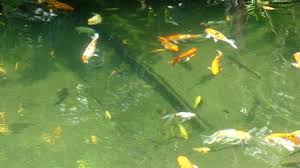 Di kafe ini bisa santai sambil merendam kaki di kolam ikan koi. Ikan Mas Di Dalam Kolam Stock Footage Video 100 Royalty Free 1034737412 Shutterstock