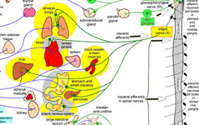 These nerves help control the speed and vasovagal syncope is quite common. Vagal Af If You Don T Consider It You Will Miss It Dr Richard Bogle Phd Frcp Fesc Facc Dhmsaconsultant Cardiologist