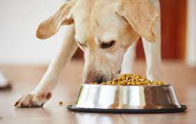 Will A Dog Really Eat Itself To Death If Given Unlimited Food