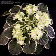 Frozen In Time 9167 02 03 2003 Lyndon Lyon Greenhouses Sorano Single Semidouble White Star Variable Lave African Violets Saintpaulia African Violets Plants