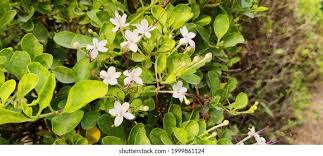 Image result for Volkameria