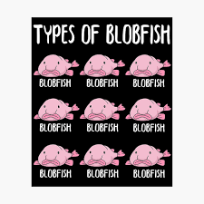 Blob fish are easily the most ugly fish in the ocean, but do they really look like this under the water? Types Of Blobfish Gift Girls Boys Underwater Blobfish Poster By Dswshirts Redbubble