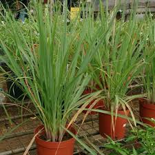 Lemongrass Limon Otu Cicek Flowers Flower Bahce Saksi Toprak Tohum Hobi Zevk Ankara Istanbul Izmir Bursa Adana Karadeniz Tohumlar Saksi Tohum