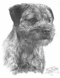 Portail des communes de france : Image Result For Border Terrier Border Terrier Custom Cat Portrait Cat Portraits