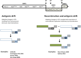 What blood type is immune to norovirus. Molecular Epidemiology And Evolution Of Noroviruses Basicmedical Key