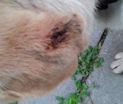 Dog Has Bloody Mess Behind Her Ears Ask A Vet