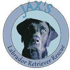 Labs need daily exercise like swimming; Pets For Adoption At Jax S Labrador Retriever Rescue In Feasterville Pa Petfinder