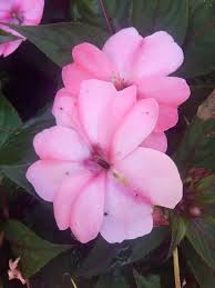 Image result for Impatiens wallerana