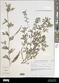 Image result for Indigofera hendecaphylla