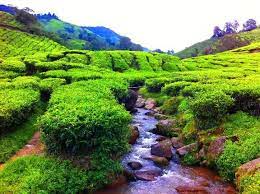 Ladang teh sungai palas cameron highlands. Ladang Teh Sungai Palas 2019 Rugi Tak Singgah Walau Sekali