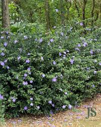 Image result for Thunbergia racemosa