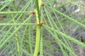 Phytochemical and microbial screening of parkinsonia aculeata l. Factsheet Parkinsonia Aculeata Parkinsonia