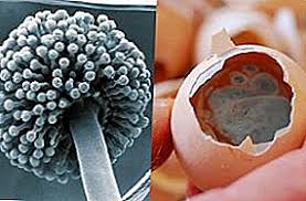 Prevention, symptoms, diagnosis, supportive nutrition and treatment options. Avian Aspergillosis Symptoms And Treatment Disease Diagnosis And Prevention Poultry Farming