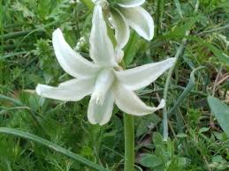 Image result for Ornithogalum seineri
