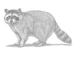 They will help you correctly draw a common contour of the trunk and legs of the raccoon. How To Draw A Raccoon