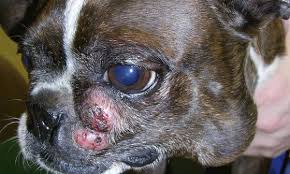 Mast cell tumors (mcts) are common in dogs, accounting for approximately 20 percent of all skin tumors in dogs. Mast Cell Tumor In Dogs Mastocytoma Symptoms Prognosis And Treatment