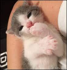 Funny Kitten Chewing On His Own Paw The Newest Cat Gif Website Kittens Funny Kittens Cutest Cute Cats