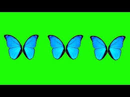 Butterfly Wings Green Screen Animation Greenscreen Butterfly Wings Free Green Screen
