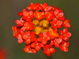 Image result for Gnidia