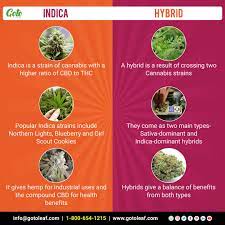 Today S Titbits Indica Vs Hybrid Cbd Helpline 18006541215 Follow Goto Leaf For More Info 10 Off On All Goto Leaf Prod Goto Indica Strains Leaves