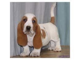 Check spelling or type a new query. Basset Hound Puppies Wi L2sanpiero