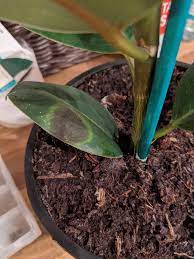 Rubber plants have a high tolerance for drought, but they shouldn't be treated like succulents. Please Tell Me What To Do To Help My Rubber Plant This Is The Only Leaf To Develop This Black Spot What Is It And How Do I Save It Plantclinic