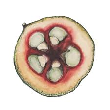 Image result for Pentadiplandra