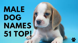 As we update this post in 2019, we've found a few more cute pet names. Male Dog Names 51 Best Cute Unique Top Ideas Names Youtube