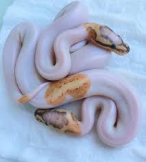 Where can i buy ball pythons? Good Morning Vanilla Cream Pied Piebald Ballpython Facebook