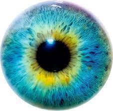 Does Eye Color Indicate Intelligence And Personality Eye Drawing Eye Texture Iris Eye