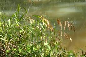 Image result for Chasmopodium