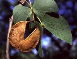 Image result for Colophospermum