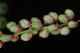 Image result for Melilotus indicus