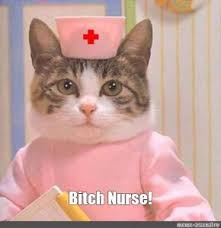 Create Meme The Cat Doctor Cat Cat Pictures Meme Arsenal Com