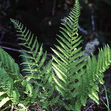 Image result for Woodsiaceae