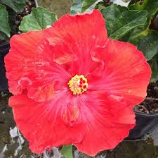 Image result for Hibiscus platycalyx