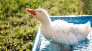 Duck 4k Wallpapers For Your Desktop Or Mobile Screen Free And Easy To Download Download film spirited away (2001). duck 4k wallpapers for your desktop or
