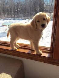 Labrador Retriever Yavru Cute Baby Animals Animals Puppies