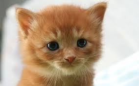 Girl Cat Names 250 Female Cat Names You Will Love By The Happy Cat Site Girl Cat Names Cute Cat Names Baby Cats