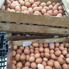 Telur ayam sama seperti golongan reptil pada umumnya, telur adalah wadah organik yang umumnya proses atau masa pengeraman telur ayam akan berlangsung selama 21 hari. Telur Ayam Telor Ayam Telur Ayam Broiler Telur Ayam Negeri Shopee Indonesia