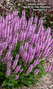 I've had a lot of take away for deer proofing gardens. 36 Deer Resistant Perennials Ideas In 2021 Perennials Deer Resistant Perennials Plants