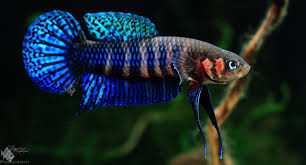 Closely related to the traditional fighting betta, the plakat betta is easily recognizable from its short tail. Betta Hendra Keeping Fish