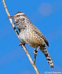 Search free predator ringtones on zedge and personalize your phone to suit you. Sounds And Vocal Behavior Cactus Wren Campylorhynchus Brunneicapillus Birds Of The World