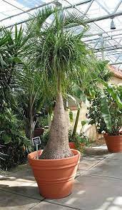 Check spelling or type a new query. Ponytail Palm Beaucarnea Recurvata Step By Step Guide Our House Plants
