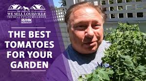 Planting My Tomatoes