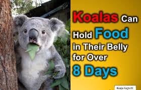 Koalas spend the bulk of their time eating or resting in eucalyptus trees, as this is where they source their food from.9 x research source you'll need to scan the upper reaches of the branches to spot a koala in its natural habitat. Fun Koala Facts For Kids 10 Interesting Facts About Koala Interesting Facts