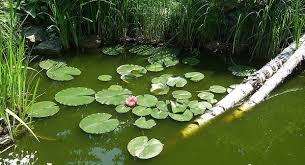 Ein Gartenteich Ist Eine Oase Der Natur Wie Sie Einen Gartenteich Anlegen Konnen Das Erfahren Sie In Unserem Ratgeber Garten Tei Gartenteich Garten Teich